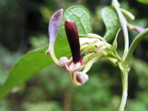 กระเช้าผีมด Aristolochia tagala Cham.<br/>ARISTOLOCHIACEAE